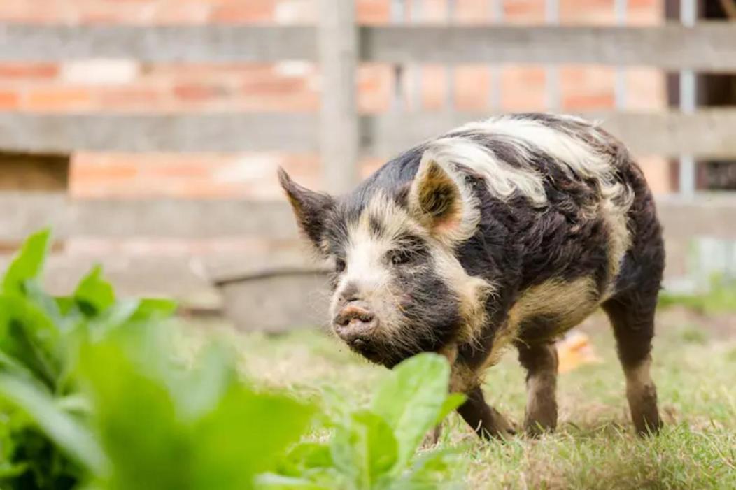 Piglet Lodge Pebworth Ngoại thất bức ảnh